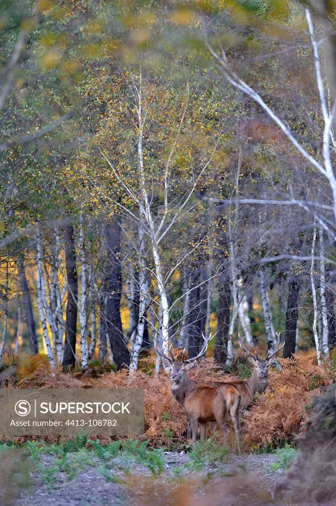 Males red deer in the bracken at the end of slab France