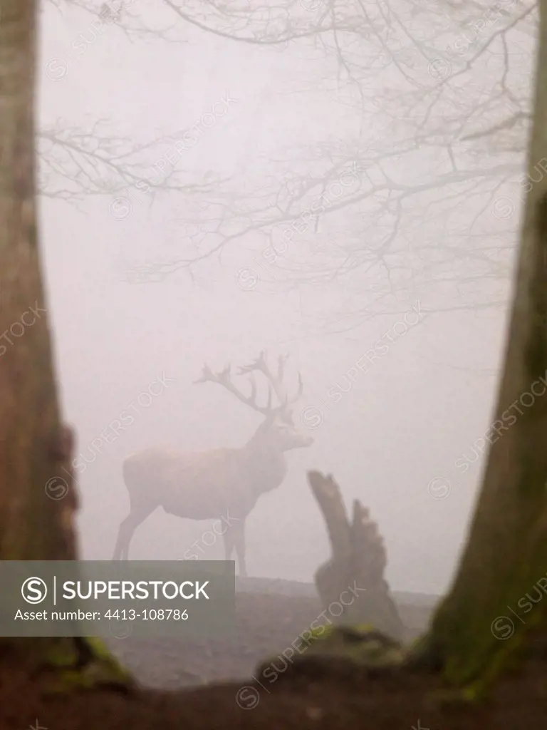 Male red deer in fog Boutissaint Park BurgundyFrance
