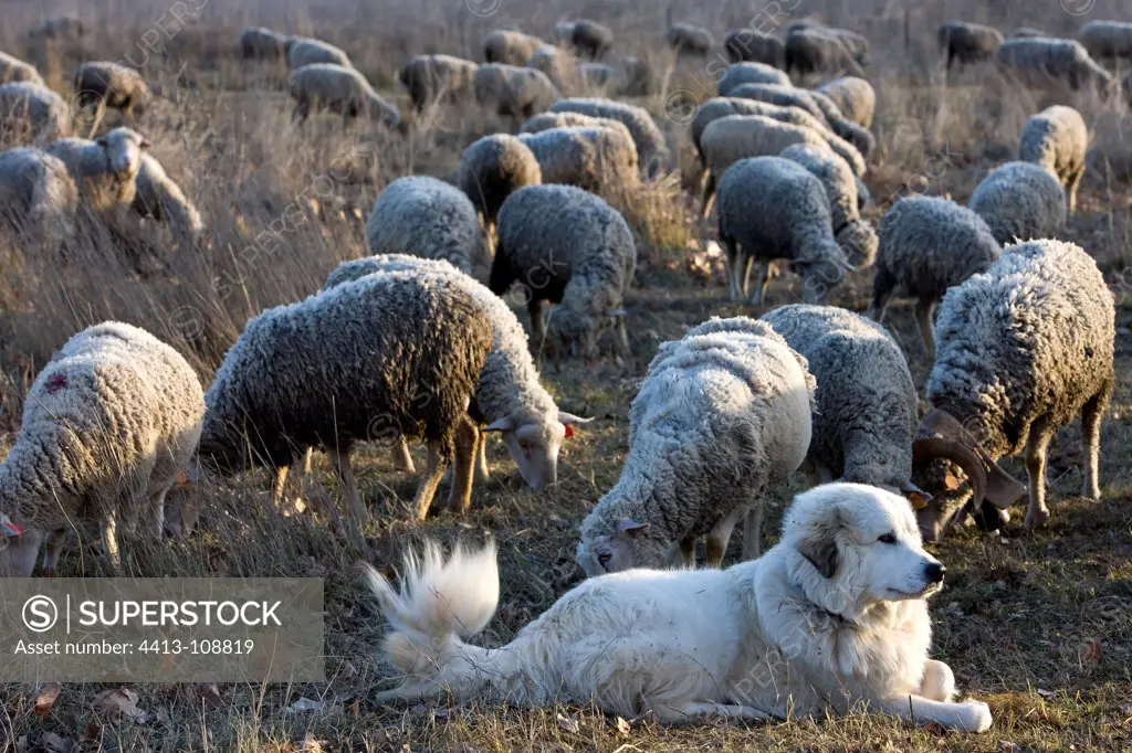 Pyrenean Mountain Dog and Sheep 'Mérinos d'Arles' Provence