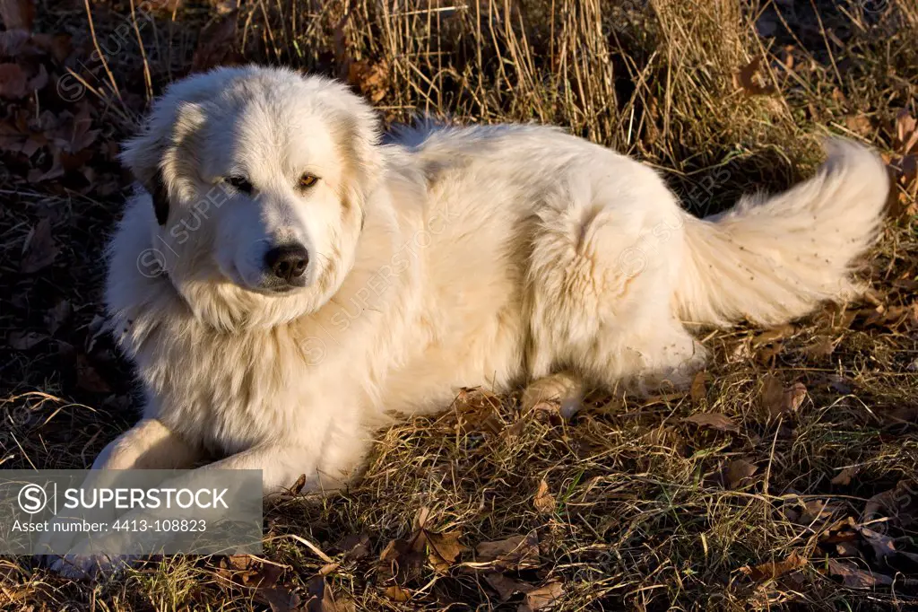 Pyrenean Mountain Dog in a meadow in winter Provence France