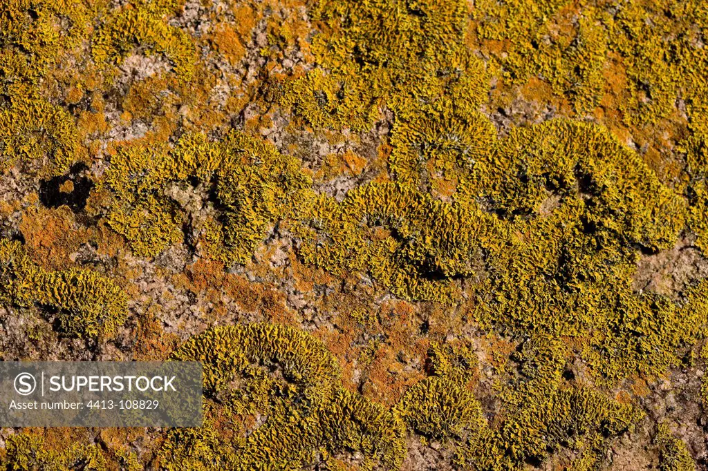 Lichen yellow litophyte Shoreline Britain France