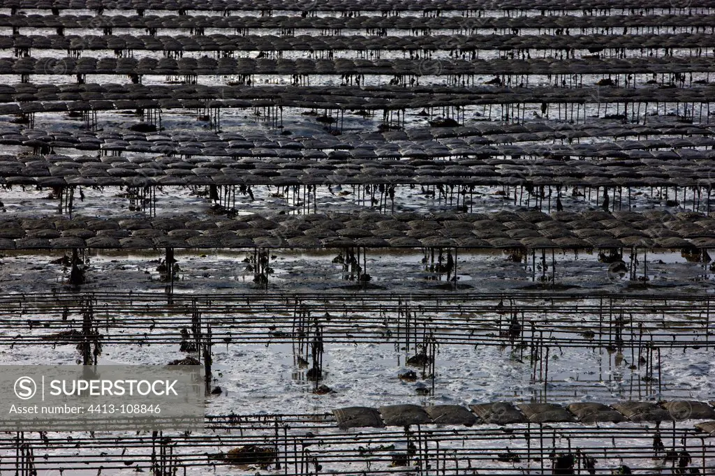 Oyster beds at low tide Trieux estuary Britain France