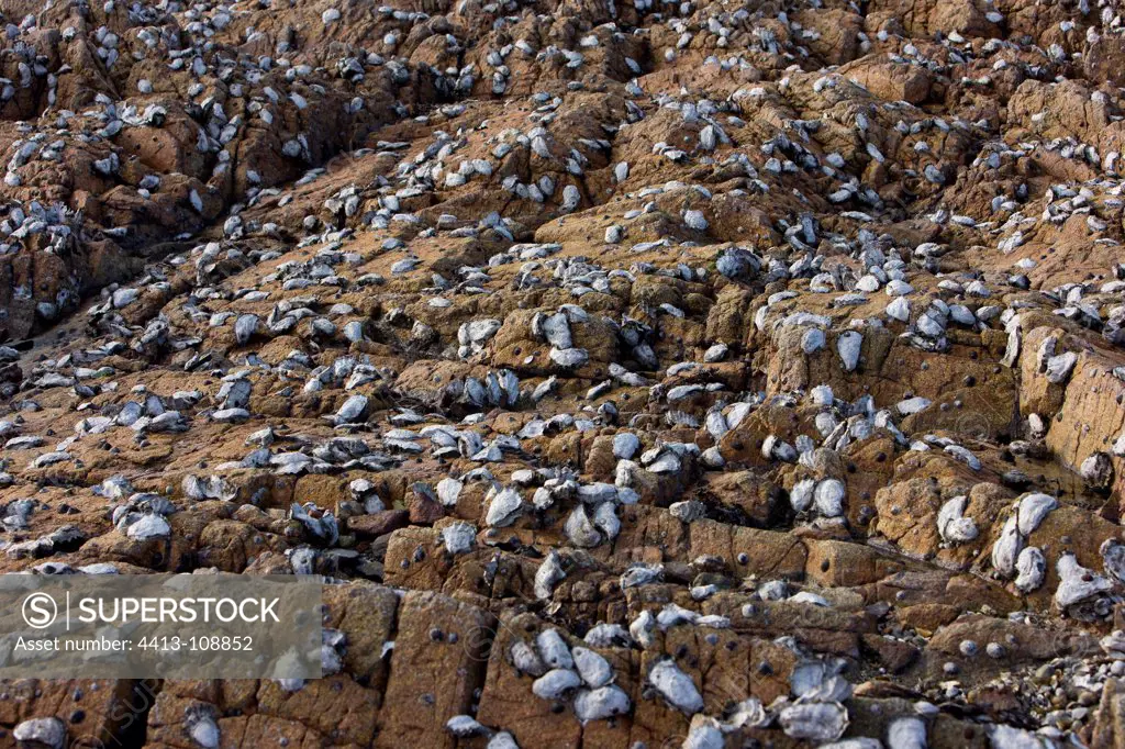 Pacific Oysters on rock from oyster beds Britain France