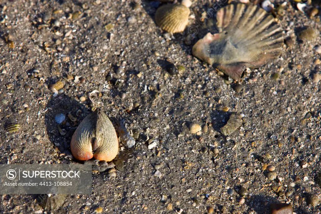 Common Cockle on sand at low tide Britain France