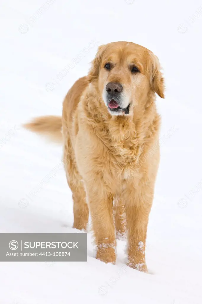 Golden Retriever in the snow Provence France