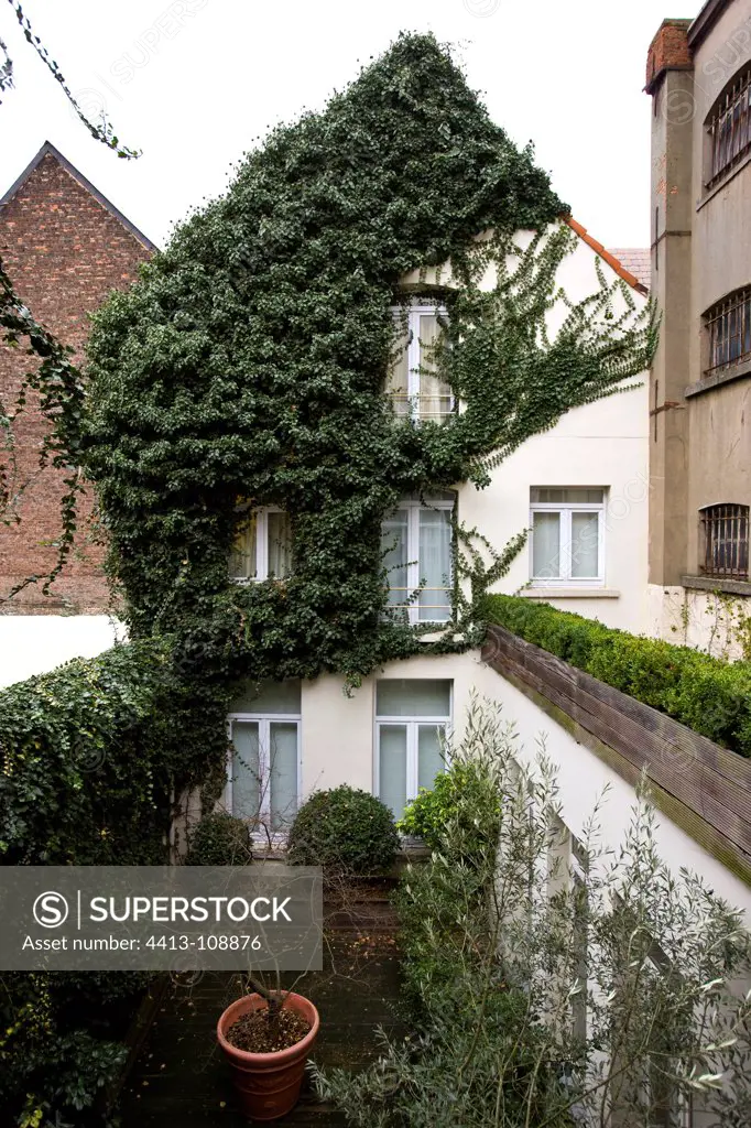 House covered with ivy Belgium