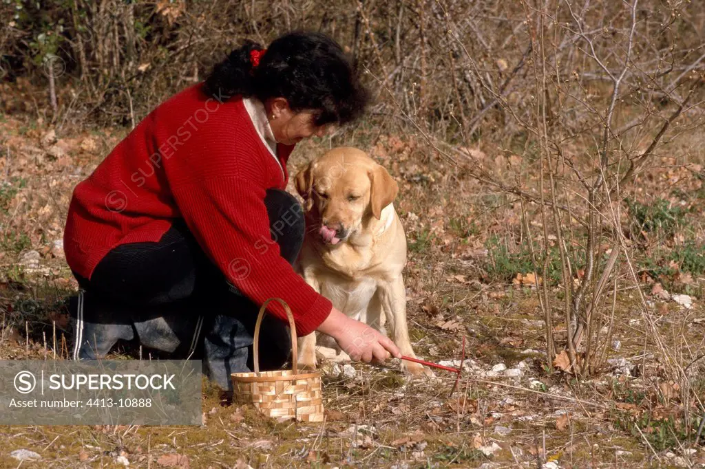 Search of the Black Truffle with a dog Lot France