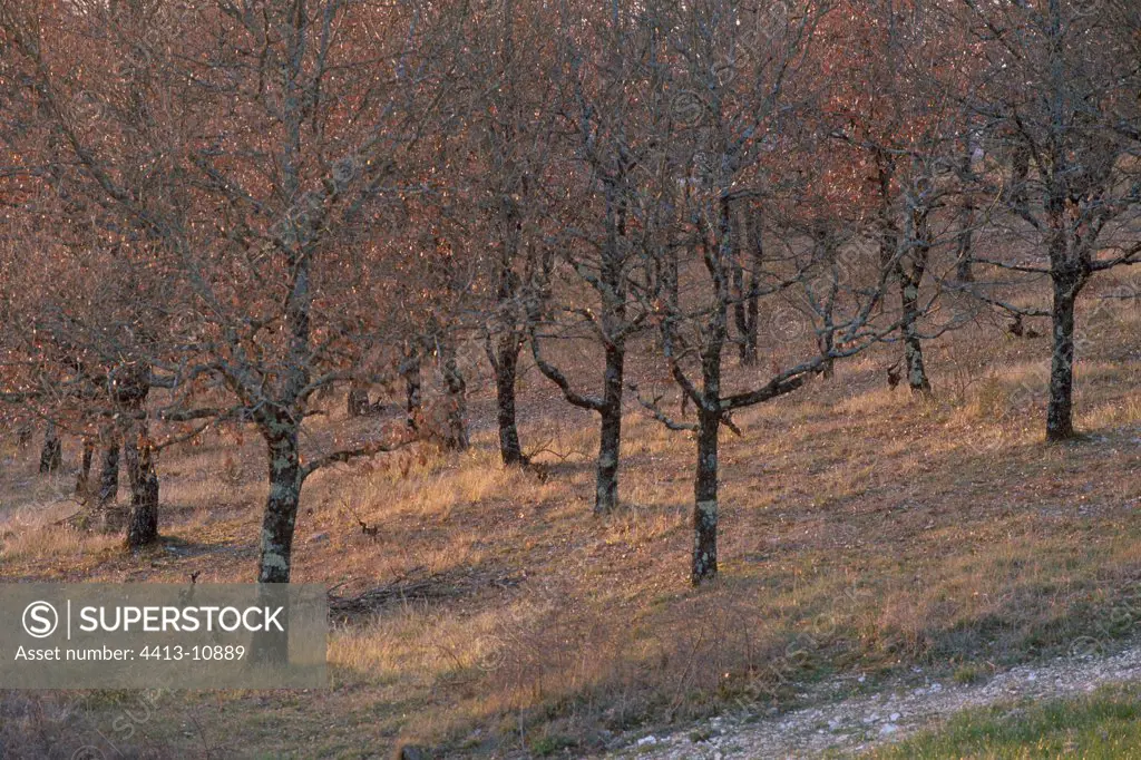 Area for Truffle with Oaks Lot France