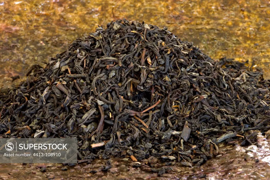 Black tea from China