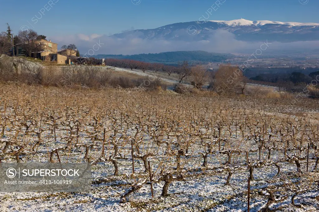 Vineyards and Mont Ventoux in winter Provence France