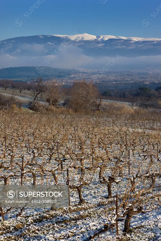 Vineyards and Mont Ventoux in winter Provence France