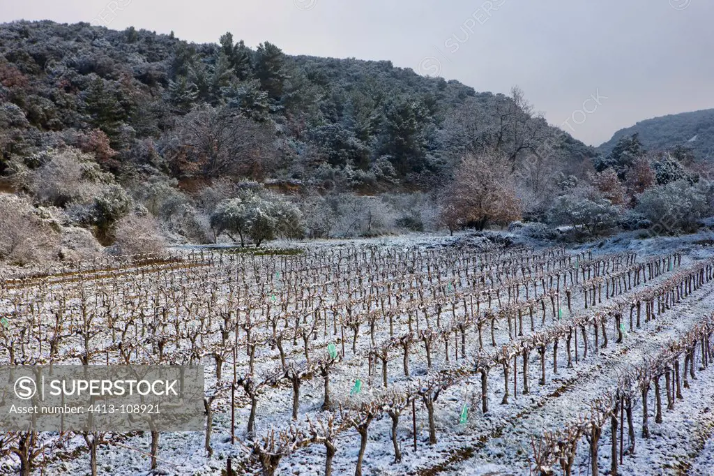 Parcel of vines in the scrubland cleared Provence France
