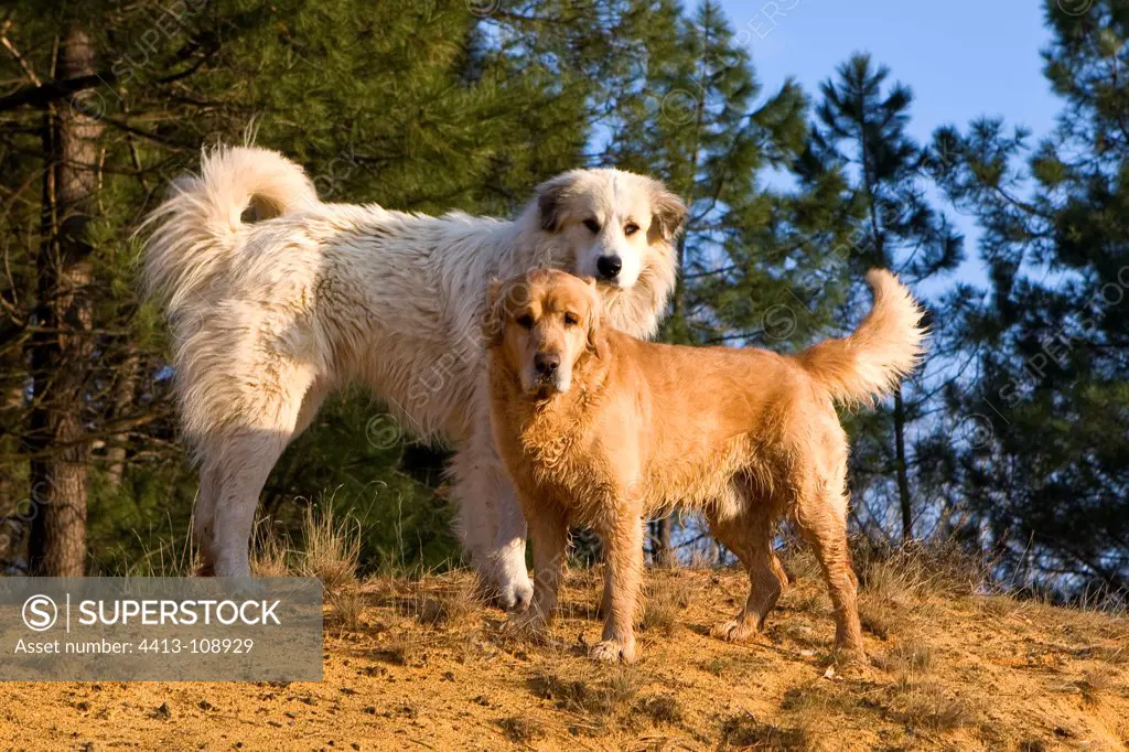 Pyreneean Mountain Dog and Golden Retriever Provence France