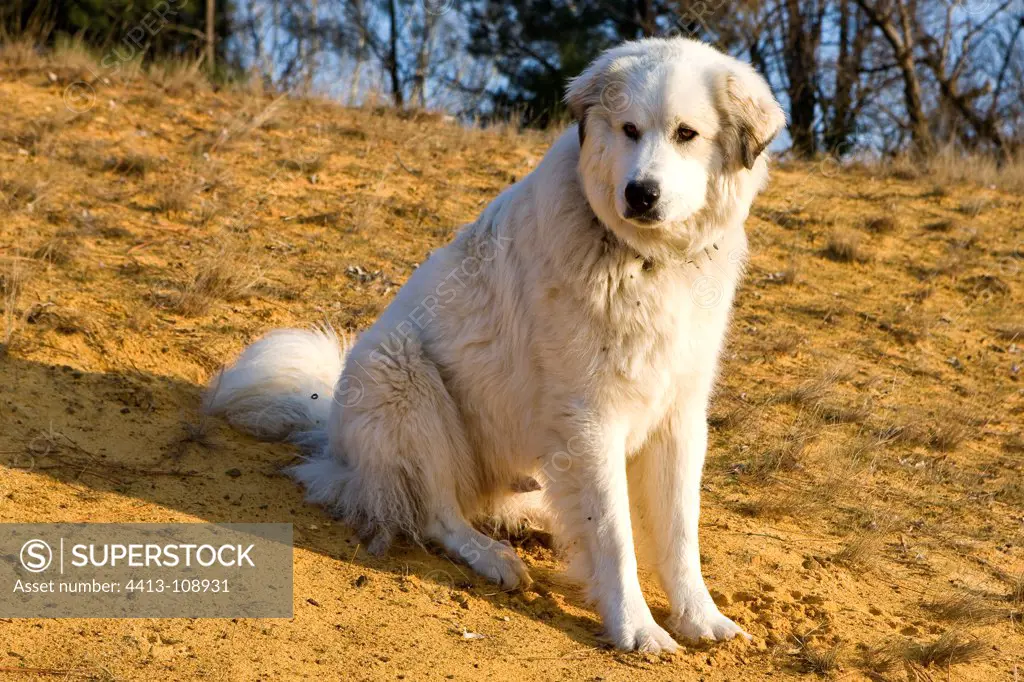 Pyreneean Mountain Dog sitting on sand Provence France
