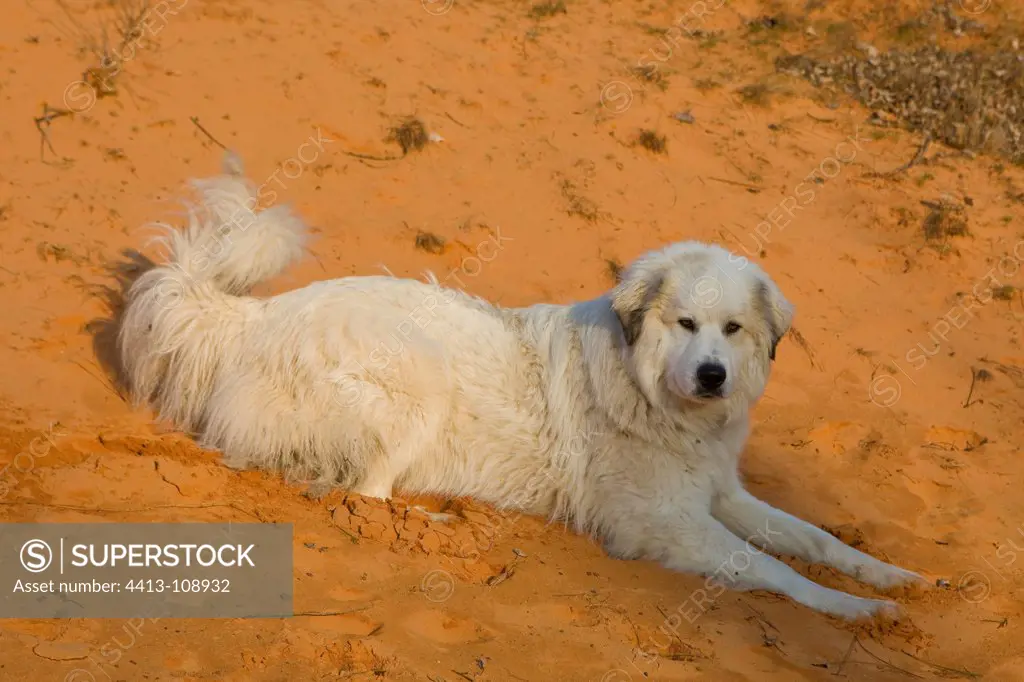 Pyreneean Mountain Dog lying on sand Provence France