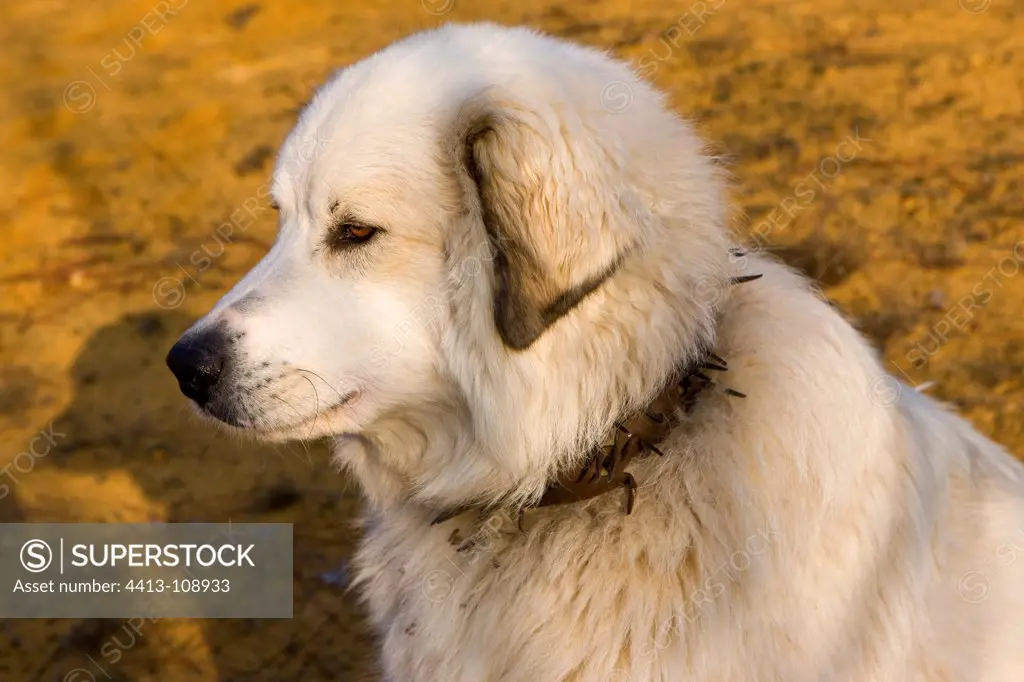 Portrait of Pyreneean Mountain Dog Provence France