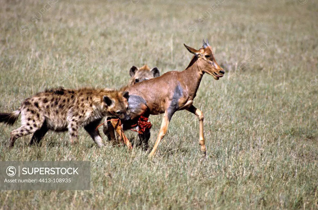 Spotted hyenas catching a young Topi Kenya