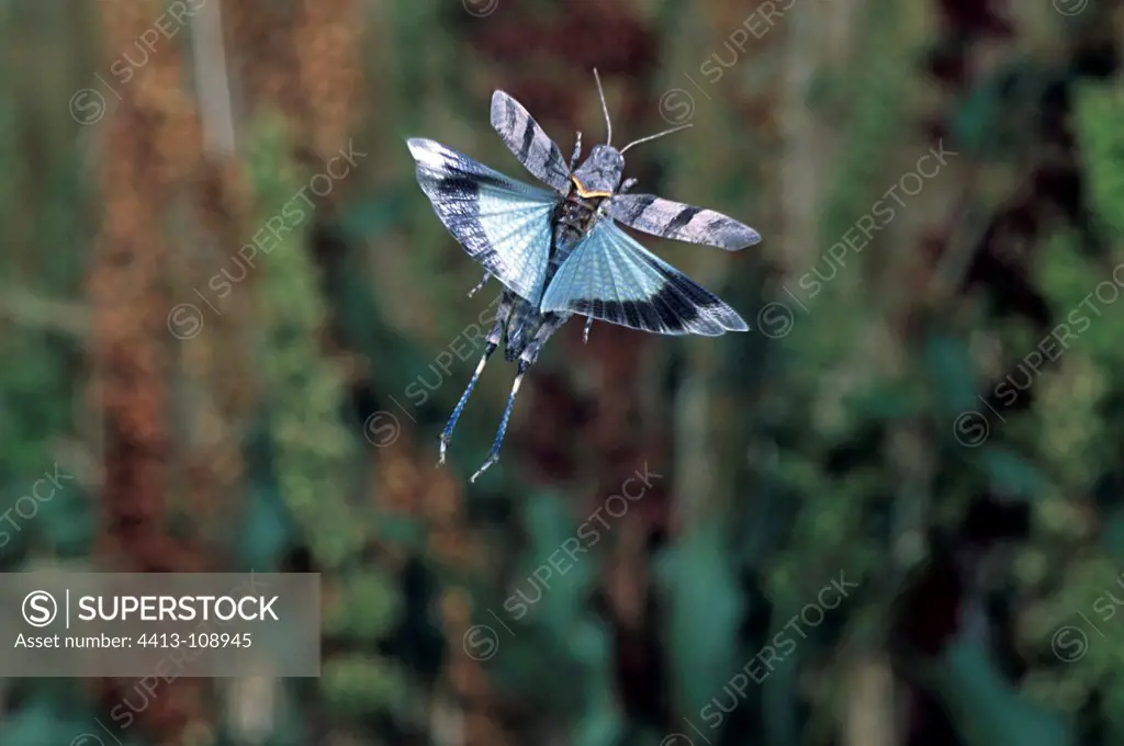 Blue-wingend grasshopper flying Auvergne France