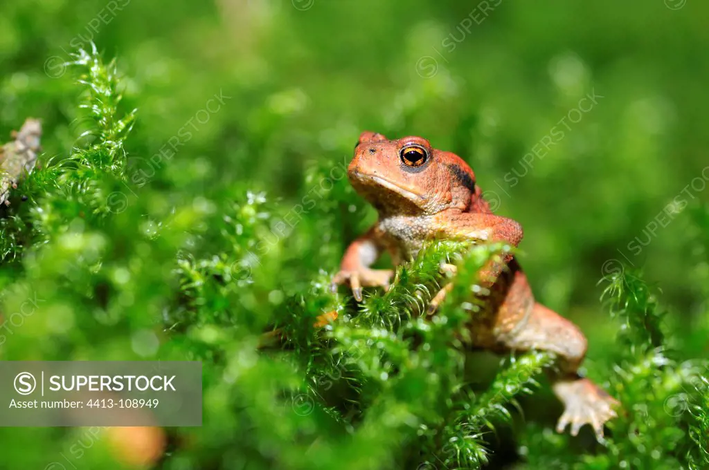 Young common toad on moss Auvergne France