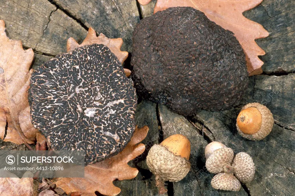 Truffles of white Quercy and nipples on a trunk of Oak Lot