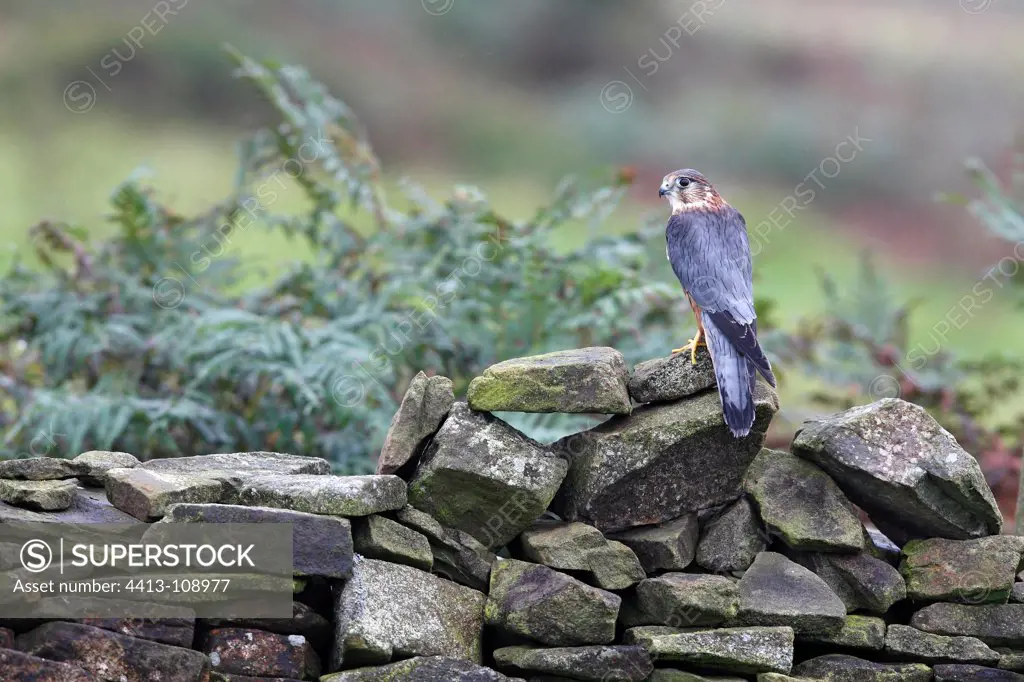 Male Merlin standing on a dry stone wall GB