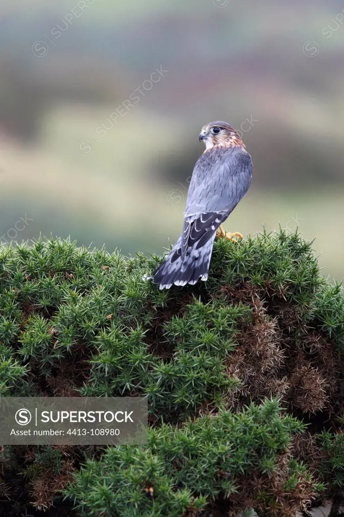 Male Merlin standing on a bush of gorse GB