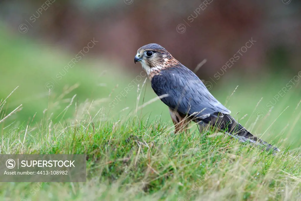 Male Merlin standing on the grass GB