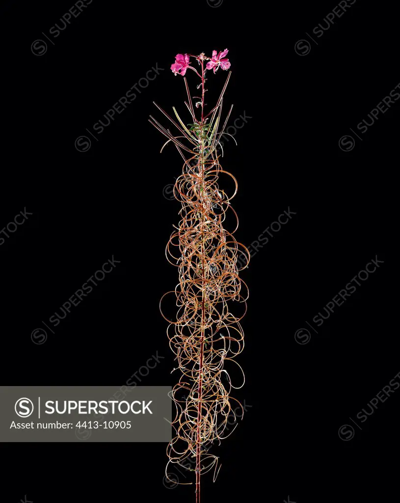 Great willowherb with fruits