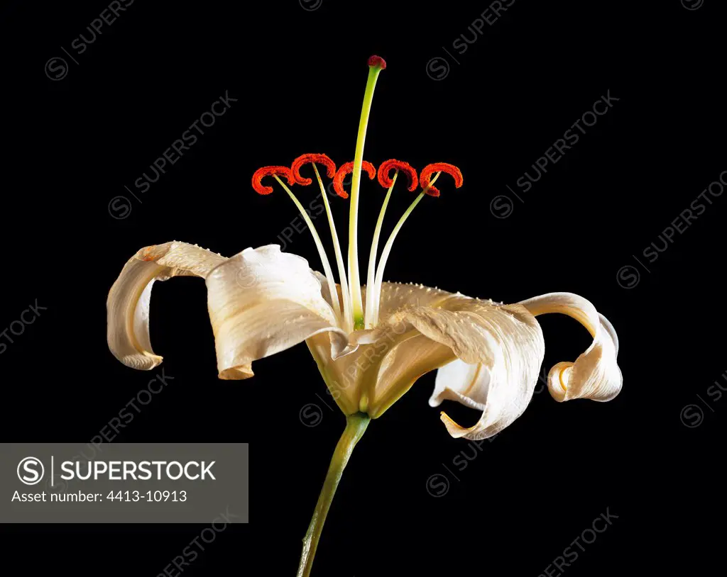 Flower of Madonna lily
