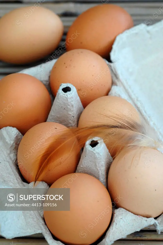 Chickens or eggs from poultry raised outdoors