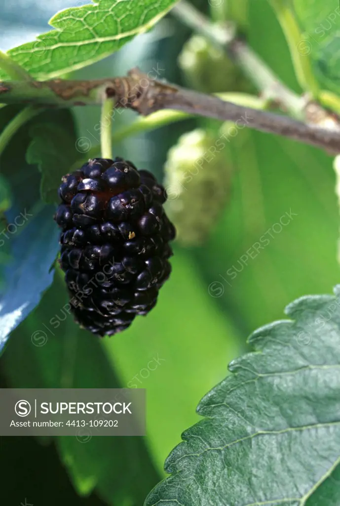 Ripe fruit of the Mulberry tree Mazan VaucluseFrance