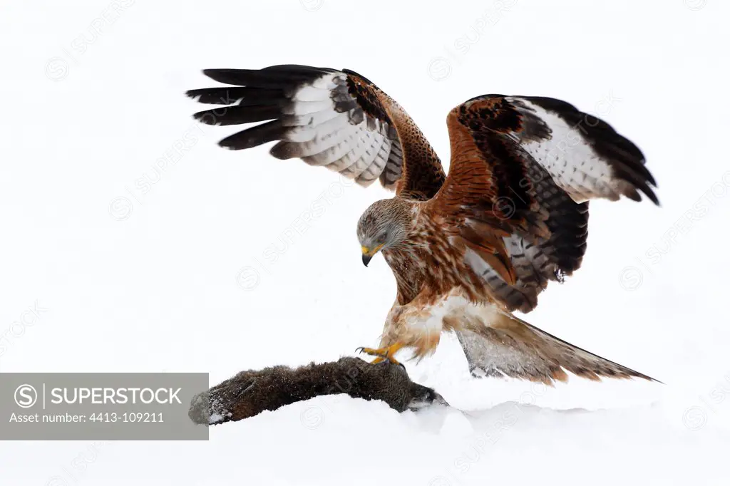 Red kite standing on its prey (rabbit) in the snow GB