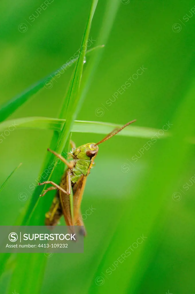 Grasshopper sitting on a blade of grass Normandy France