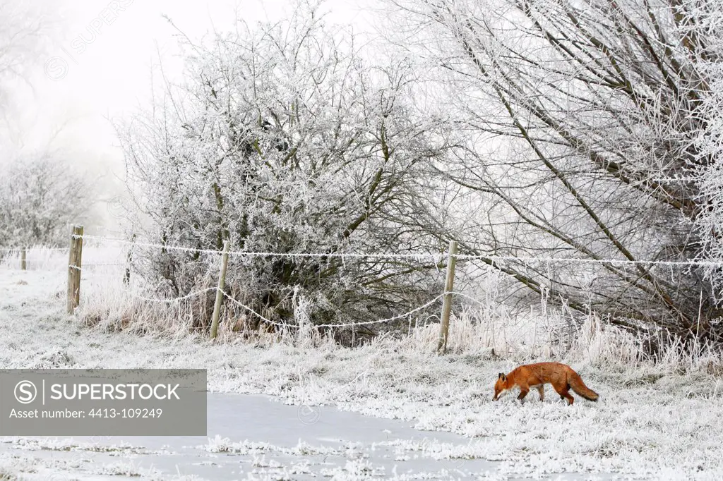 Red fox in a meadow covered with snow in winter GB