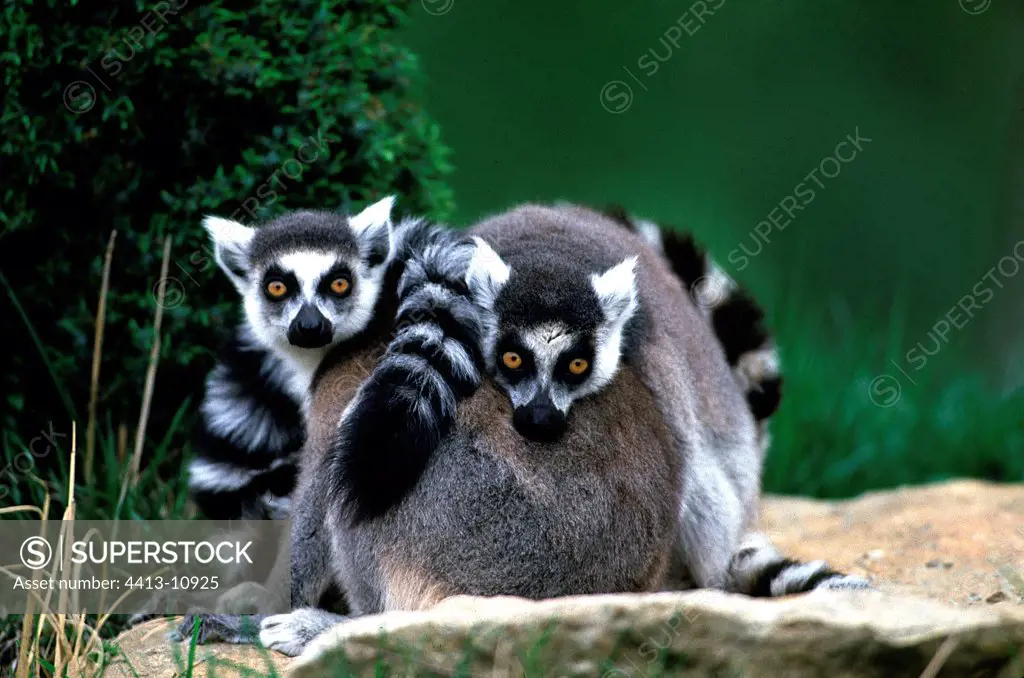 Ring-tailed Lemur Madagascar