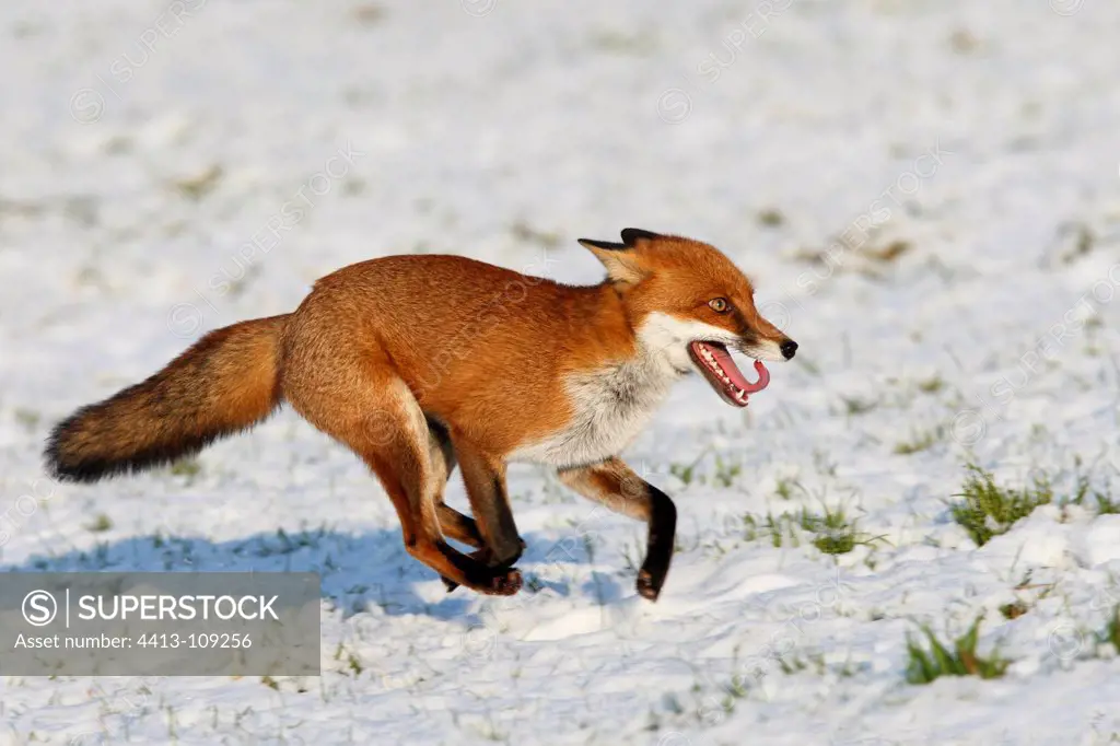Red fox running in a meadow covered with snow in winter GB