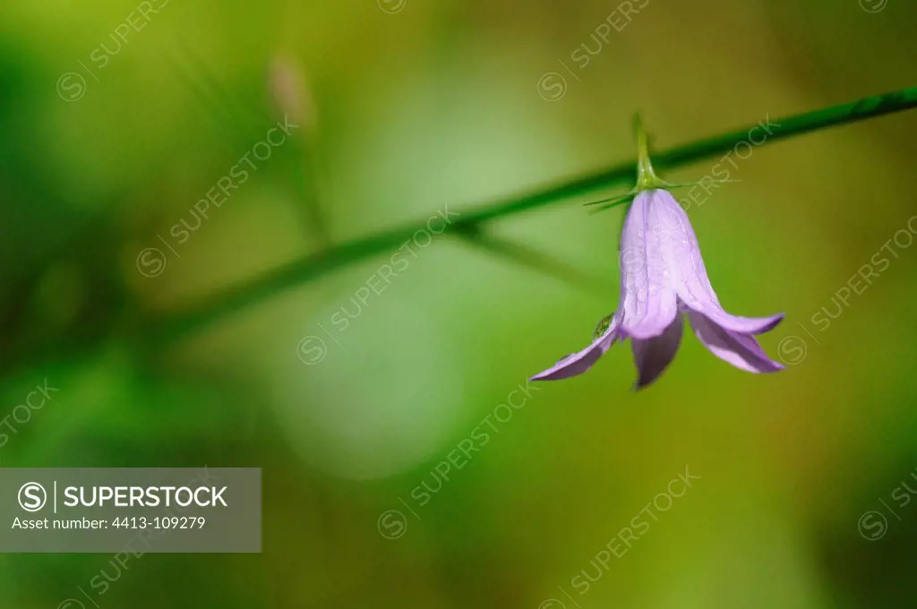 Harebell and dewdrop Normandy France