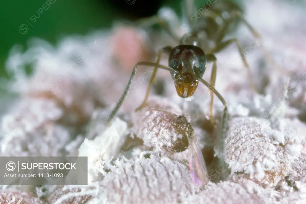 Argentine Ant on Scale insects colony