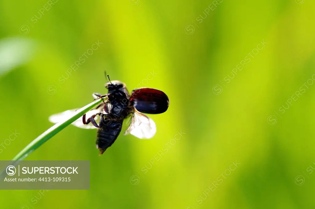 Flight of the pollen beetle at spring Bois de Vincennes Pari