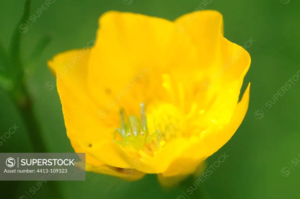 Great green grasshopper in a yellow flower in spring