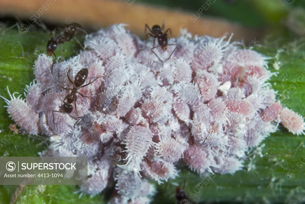 Argentine Ants on Scale insects colony