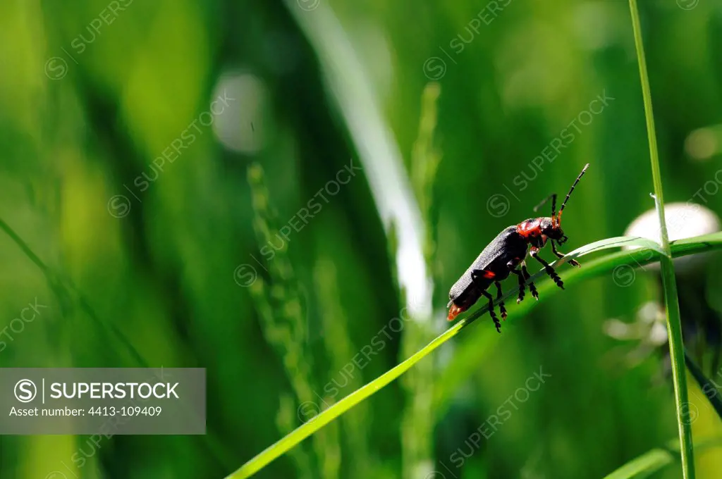 Soldier beetle on a blade of grass in the spring France