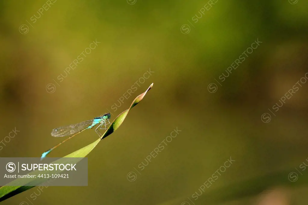 Blue-tailed Damselfly in summer in Serbia