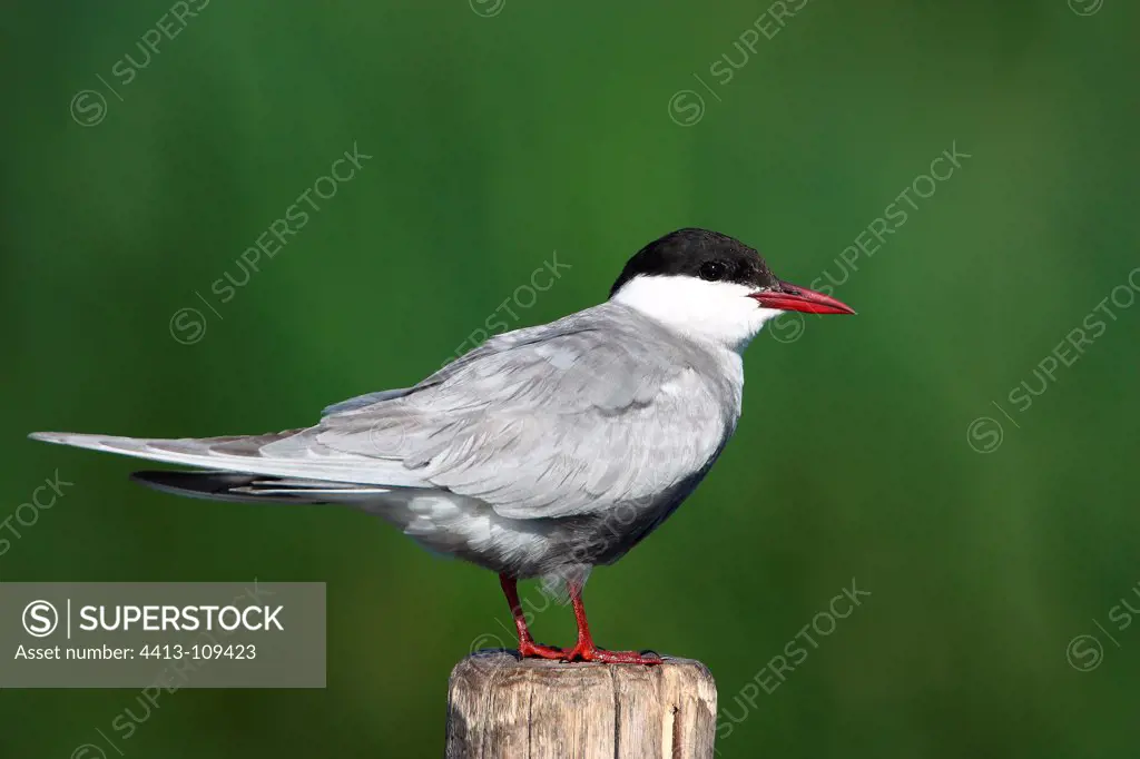 Whiskered tern on a post France