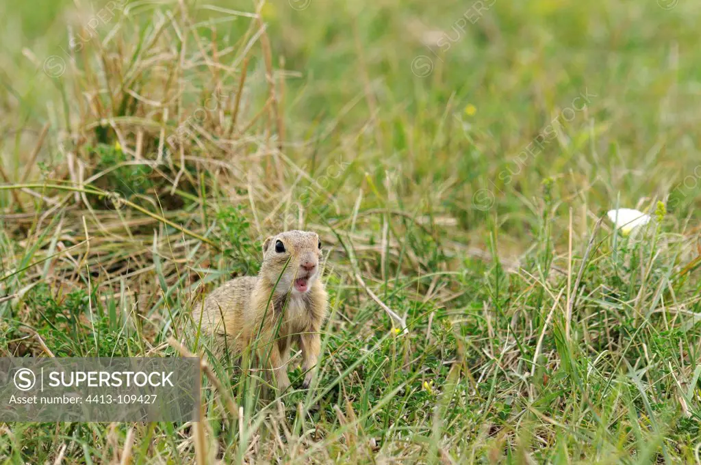 European Ground Squirrel in a meadow Serbia