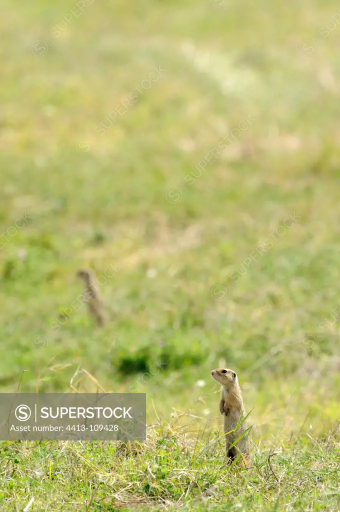European Ground Squirrel in a meadow Serbia
