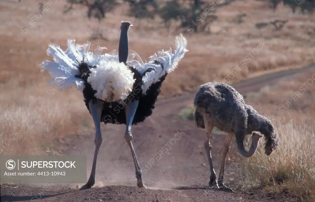 Bridal parade of Ostriches right before mating Kenya
