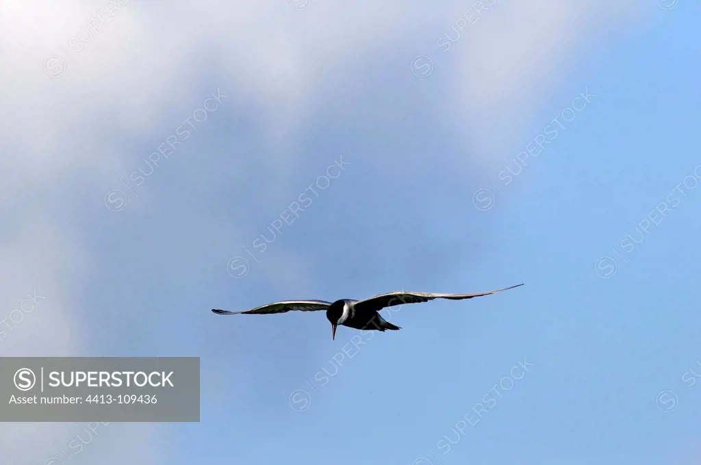 Whiskered Tern flying Serbia