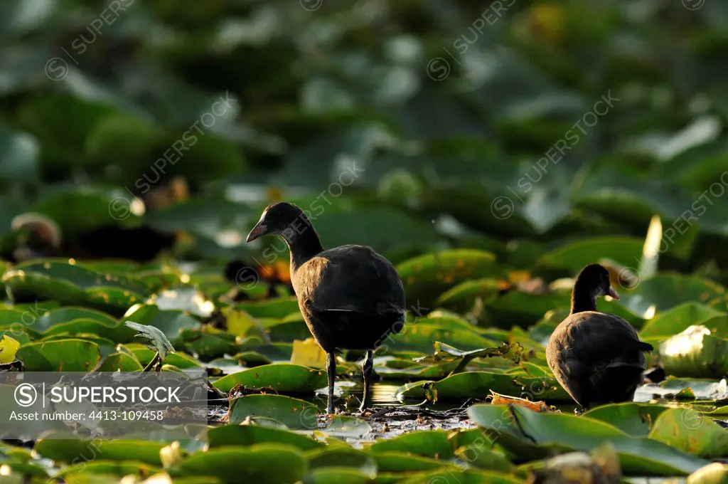 Common Coots Serbia walking in water and plant Serbia