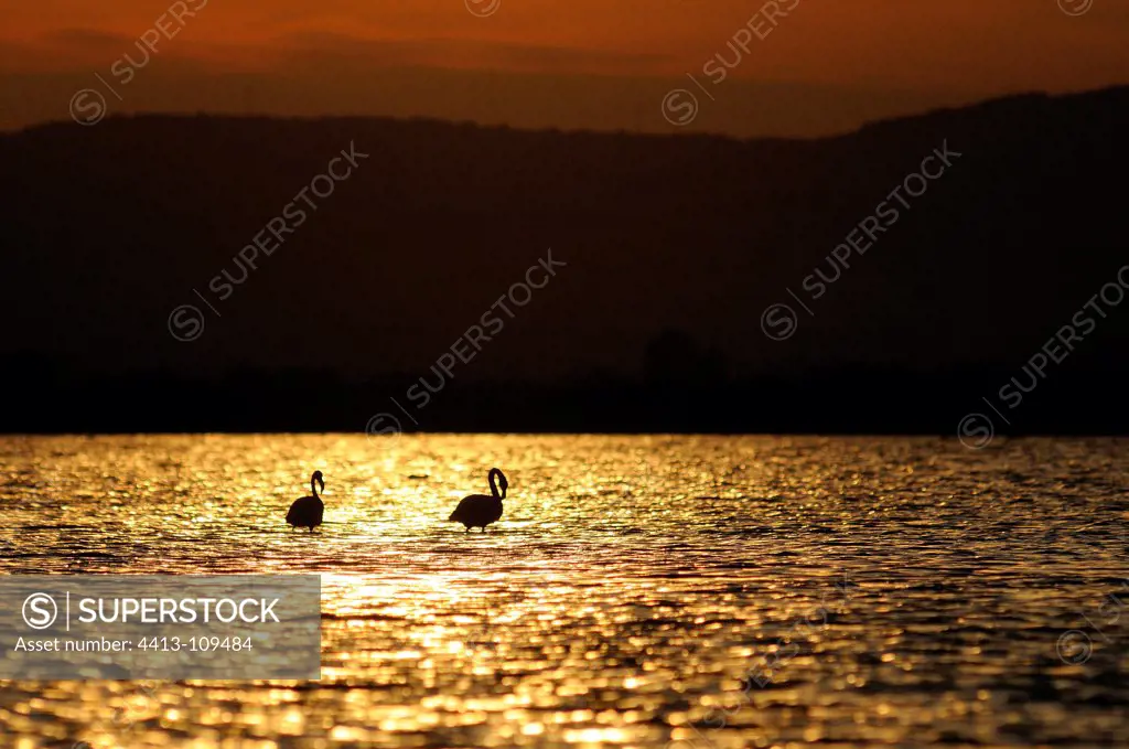 American Flamingoes at sunset in Camargue France